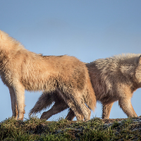 Buy canvas prints of  Arctic Wolves by Andy McGarry