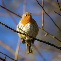 Buy canvas prints of  Robin Redbreast Portrait by Andy McGarry