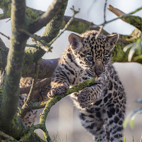 Buy canvas prints of  Jaguar Cub by Andy McGarry