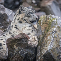 Buy canvas prints of Snow Leopard by Andy McGarry