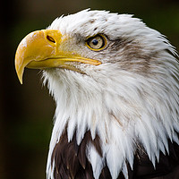 Buy canvas prints of American Bald Eagle Portrait by Andy McGarry