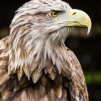 Buy canvas prints of White Tailed Fish Eagle by Andy McGarry