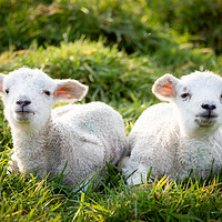 Buy canvas prints of Spring Lambs by Andy McGarry