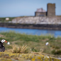 Buy canvas prints of Puffin on Staple Island by Andy McGarry