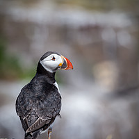 Buy canvas prints of Puffin Portrait by Andy McGarry