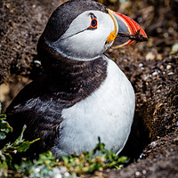 Buy canvas prints of Puffin on the nest by Andy McGarry