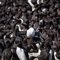 Buy canvas prints of Staple Islands Guillemots by Andy McGarry