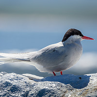 Buy canvas prints of Arctic Tern close up by Andy McGarry