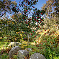 Buy canvas prints of Millstones and yew tree by Andy McGarry