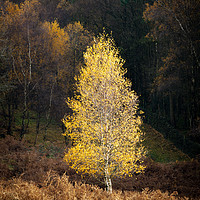 Buy canvas prints of Autumn Tree in Sunlight by Andy McGarry