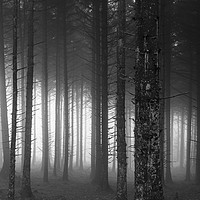 Buy canvas prints of Winter Forest Fog by Andy McGarry