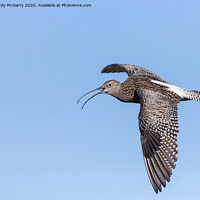 Buy canvas prints of Curlew in Flight by Andy McGarry