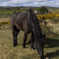 Buy canvas prints of Dartmoor pony by Ken Patterson