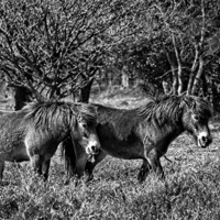 Buy canvas prints of Wild ponies of Hindhead by Andrew Stephen