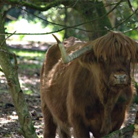 Buy canvas prints of Highland cattle of Hindhead by Andrew Stephen