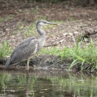 Buy canvas prints of Heron Watch by Andrew Stephen