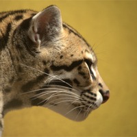 Buy canvas prints of A Starring Ocelot by Andrew Stephen