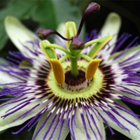 Buy canvas prints of Passion Flower by Sue Hairsine