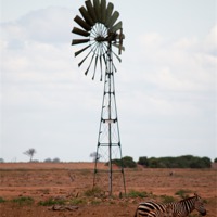 Buy canvas prints of Zebra in Kenya by Claire Ellis
