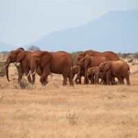 Buy canvas prints of Herd of Elephants by Claire Ellis