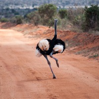 Buy canvas prints of Ostrich running by Claire Ellis