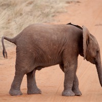Buy canvas prints of Baby Elephant by Claire Ellis