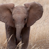 Buy canvas prints of Baby Elephant close Up by Claire Ellis