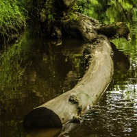 Buy canvas prints of Mystic Log by Dave Emmerson