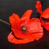 Buy canvas prints of Poppies by Dave Emmerson