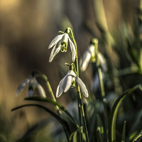 Buy canvas prints of Snowdrops by Dave Emmerson