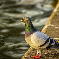 Buy canvas prints of Pigeon at the Waterside by Dave Emmerson