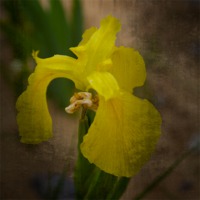 Buy canvas prints of Yellow Marsh Iris by Eben Owen