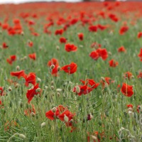 Buy canvas prints of Poppy Field by Kevin Peach