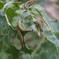 Buy canvas prints of Caterpillar Feeding by Kevin Peach