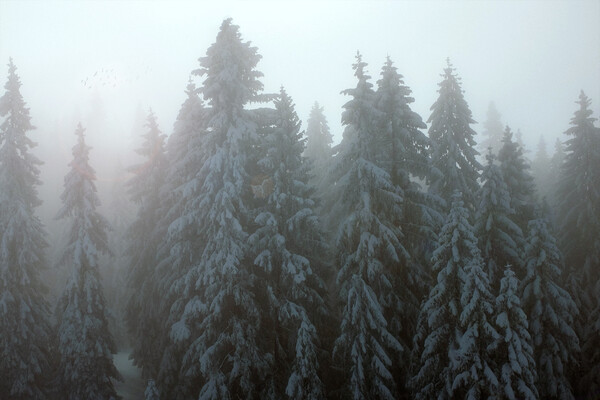 Serene Winter Wonderland Picture Board by Daniel Rose