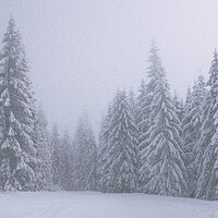 Buy canvas prints of Winter Wonderland by Daniel Rose