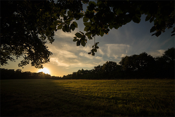 Golden Hour at Upton Country Park Picture Board by Daniel Rose