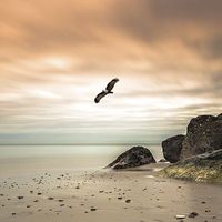 Buy canvas prints of Majestic Eagle Soaring at Sunset by Daniel Rose