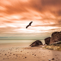 Buy canvas prints of Majestic Eagle Soaring Over Hengistbury Head by Daniel Rose