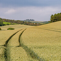 Buy canvas prints of Lines to Chanctonbury Ring by Malcolm McHugh