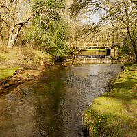 Buy canvas prints of Early Spring in the New Forest by Malcolm McHugh