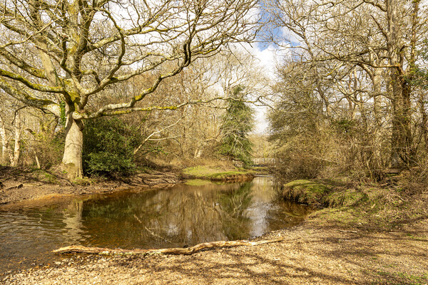 New Forest Reflections Picture Board by Malcolm McHugh