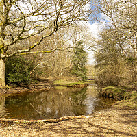 Buy canvas prints of New Forest Reflections by Malcolm McHugh