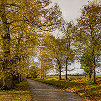 Buy canvas prints of After The Rain - Golden Light by Malcolm McHugh