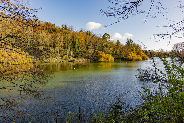 Swanbourne Lake in Autumn Picture Board by Malcolm McHugh