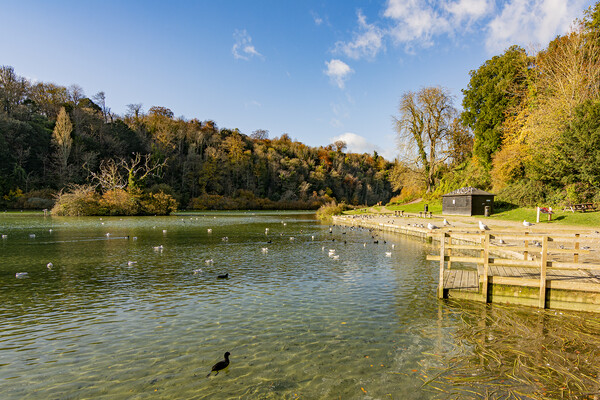 Autumn Sun on Swanbourne Lake Picture Board by Malcolm McHugh
