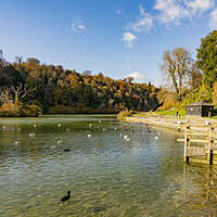 Buy canvas prints of Autumn Sun on Swanbourne Lake by Malcolm McHugh