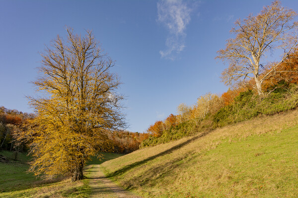 Autumn in Arundel Park Picture Board by Malcolm McHugh