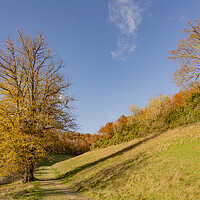 Buy canvas prints of Autumn in Arundel Park by Malcolm McHugh