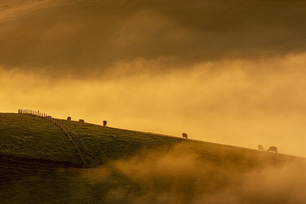 South Downs Misty Morning Picture Board by Malcolm McHugh
